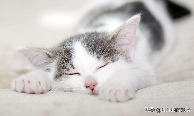 家里有一只馋猫是什么样的体验,遇到馋嘴猫怎么办