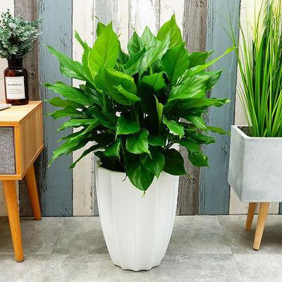 十大吉祥花,十大旺宅吉祥花