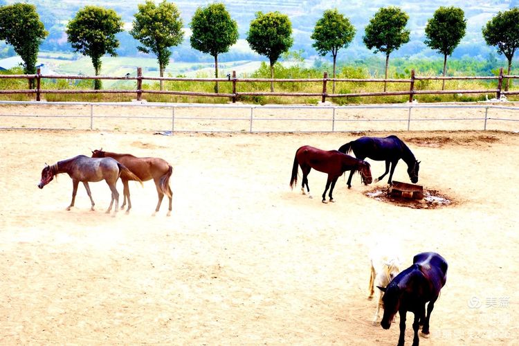 游玩万安山,洛阳万安山游玩攻略