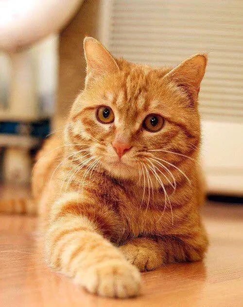 中华田园猫缺点有哪些,中华田园猫有多不受待见