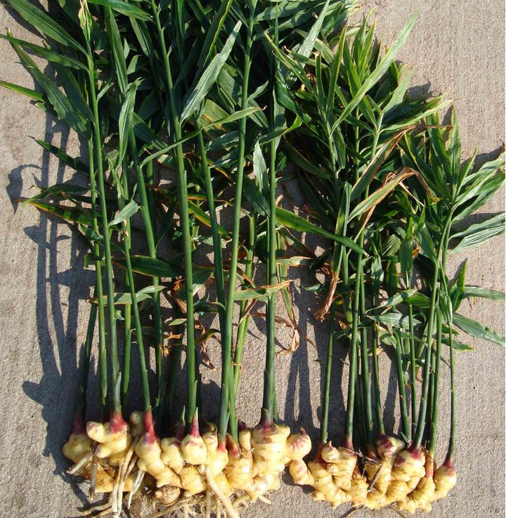 生姜成长记第二季,生姜成长过程步骤图