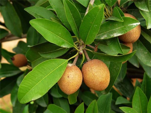 南方十大名水果,北方人绝对没吃过的六种水果