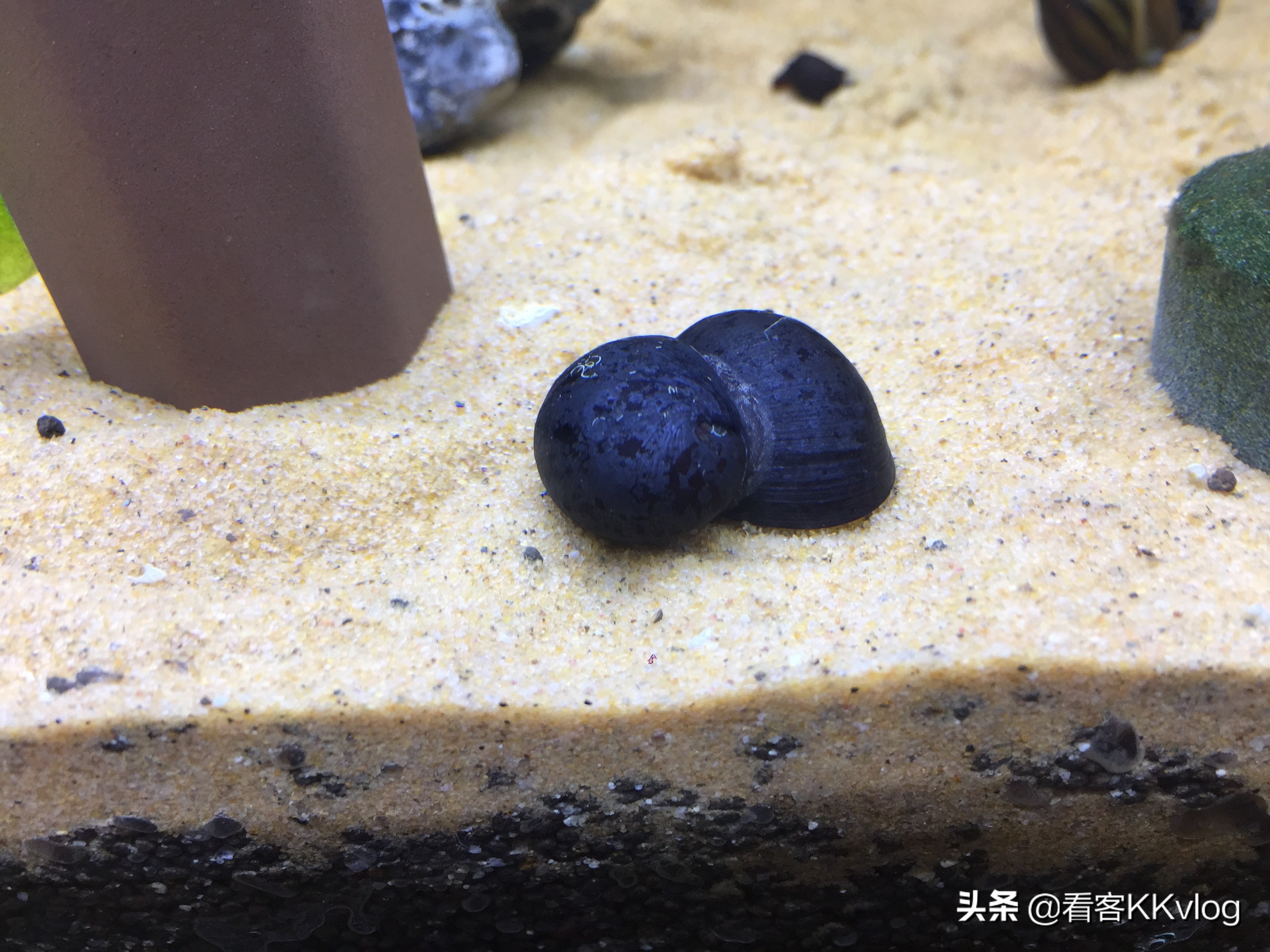 观赏螺卵图鉴,观赏螺的卵怎么养