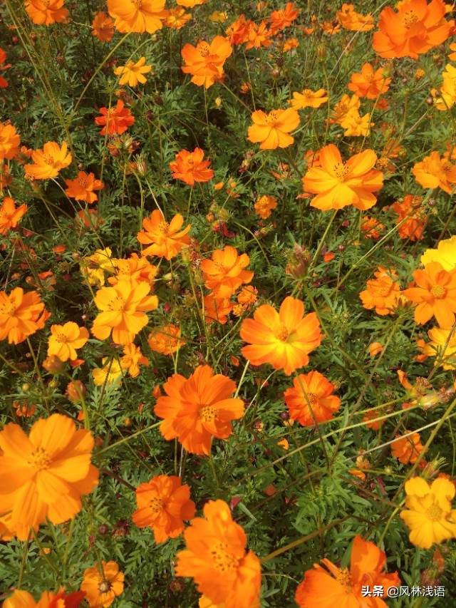 宜昌枝江同心花海步步升景点,枝江同心花海附近好玩的地方