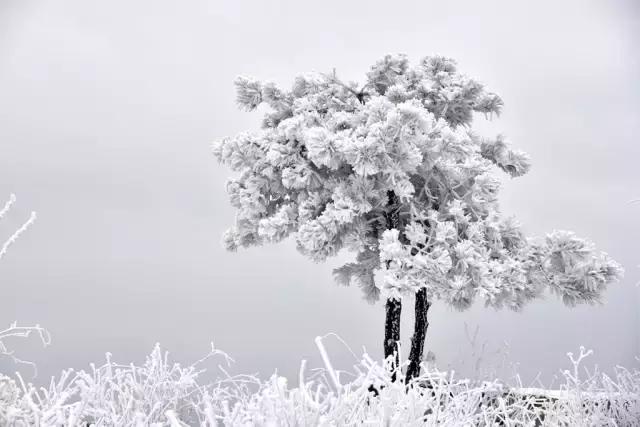 中原雪乡｜满足你对雪国的一切终极幻想