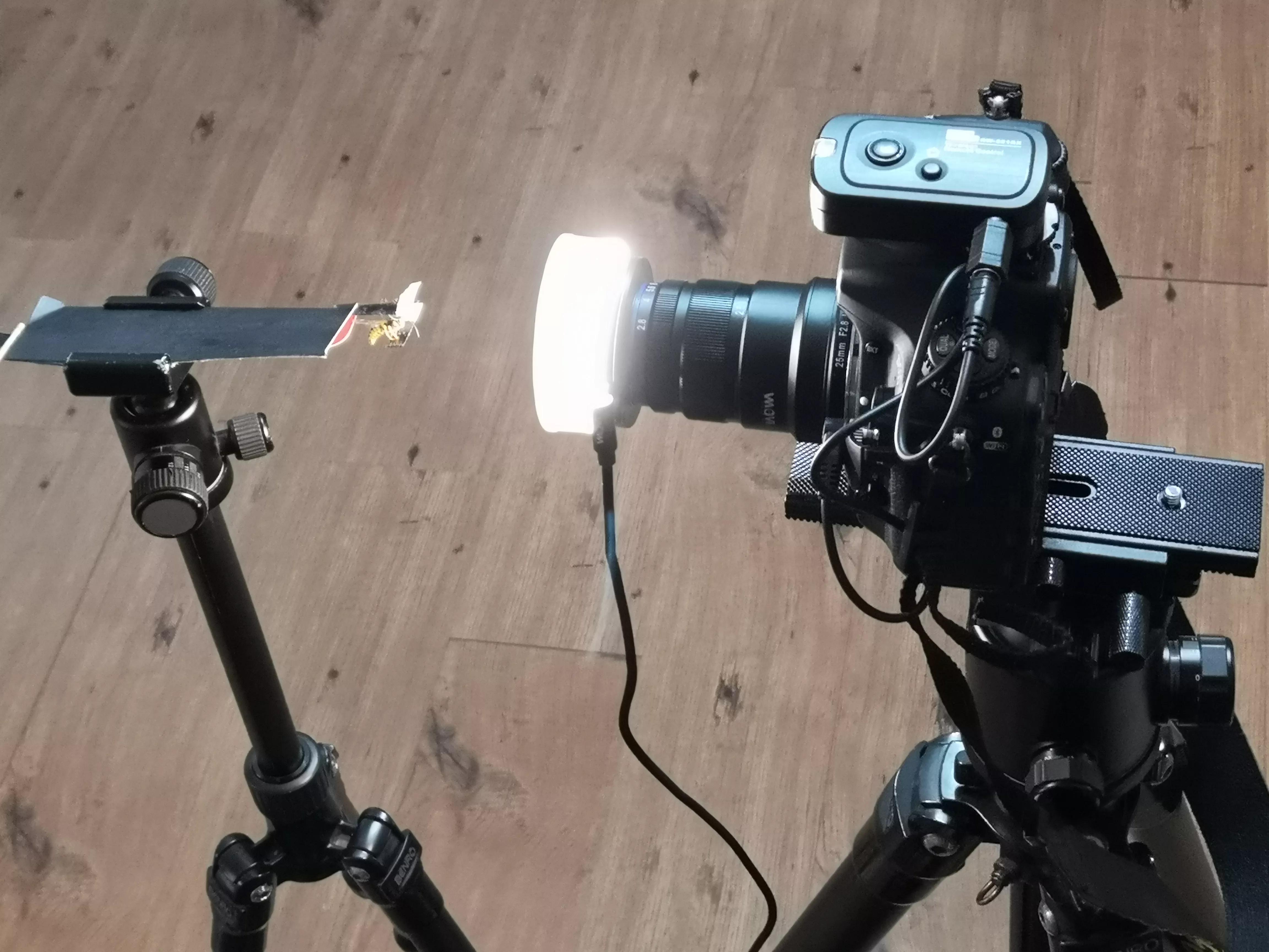 老蛙最强的微距镜头,老蛙25微距镜头