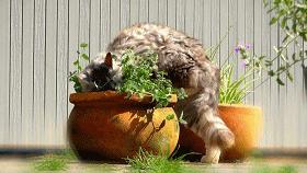 豆瓣9.1，看一次被萌一次，根本顶不住它们的可爱