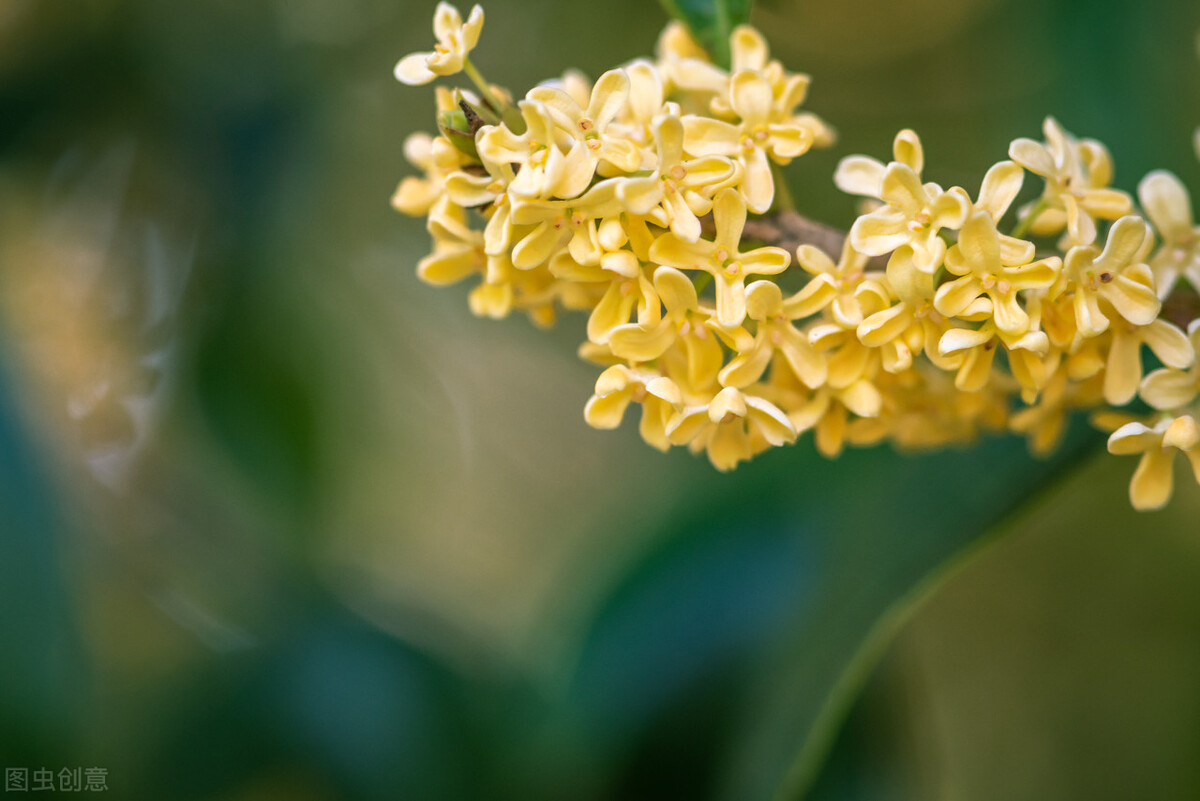 家中常养这八种绿植,家里养什么花可以家庭和睦