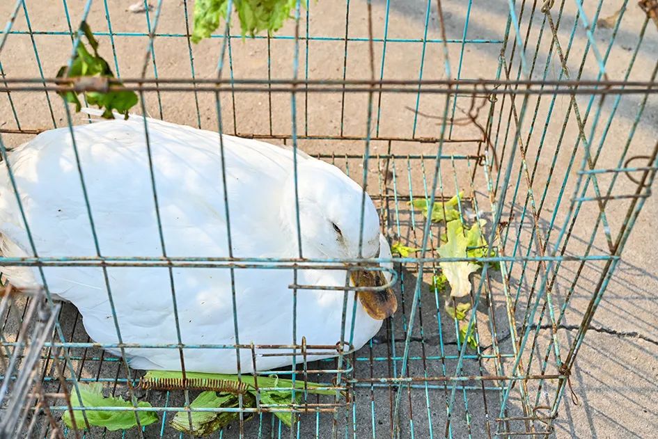 满满的烟火气逛大集真好玩,最值得逛的大集