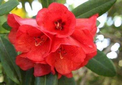 杜鹃花植物图片大全,最漂亮的杜鹃花品种有哪些