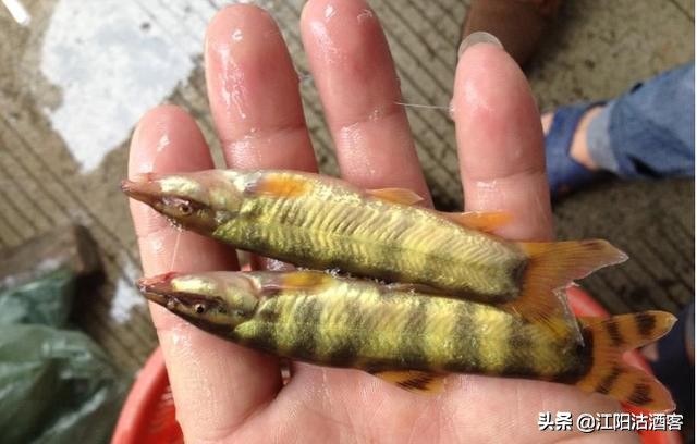 浑身银白色没鳞片的是什么鱼,身上没有鱼鳞像泥鳅非常滑溜