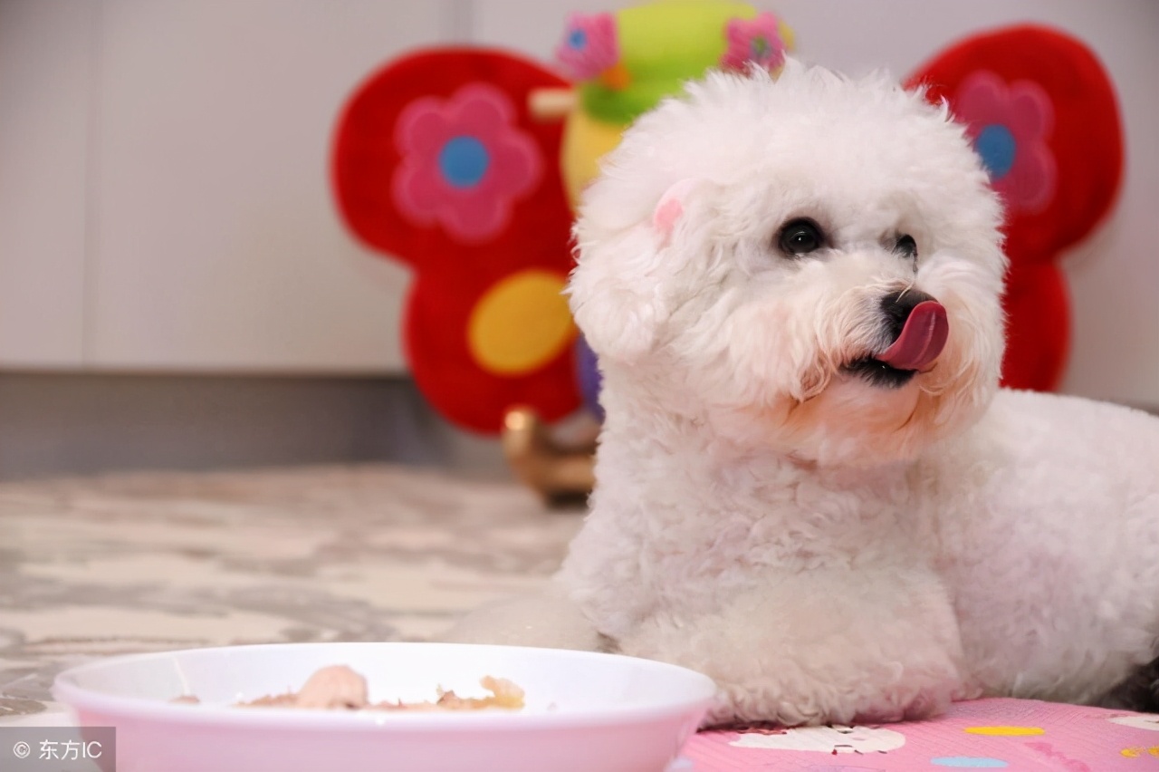 2个多月的比熊犬正常体重多少斤,比熊犬二个月体重应该几斤正常