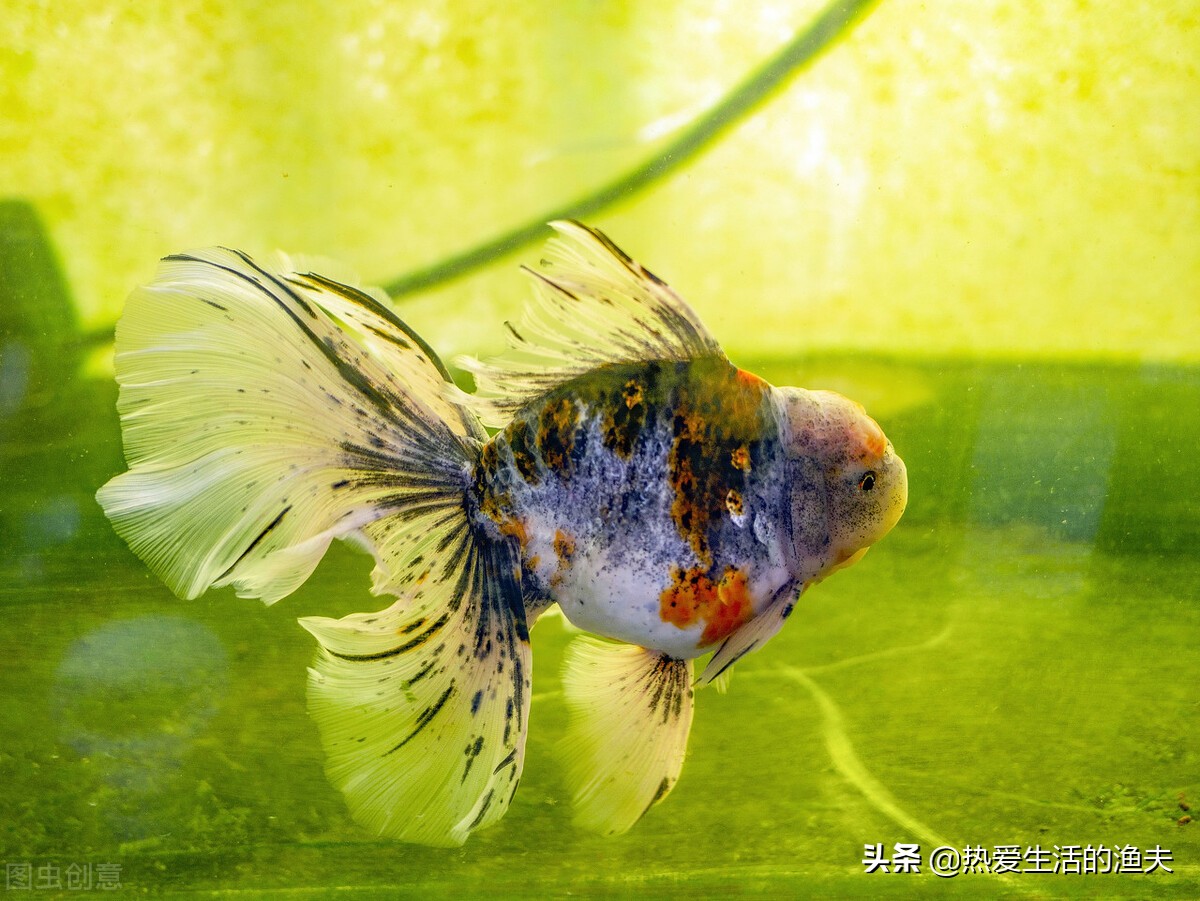 哪种金鱼最皮实好养,哪种金鱼好看又容易养