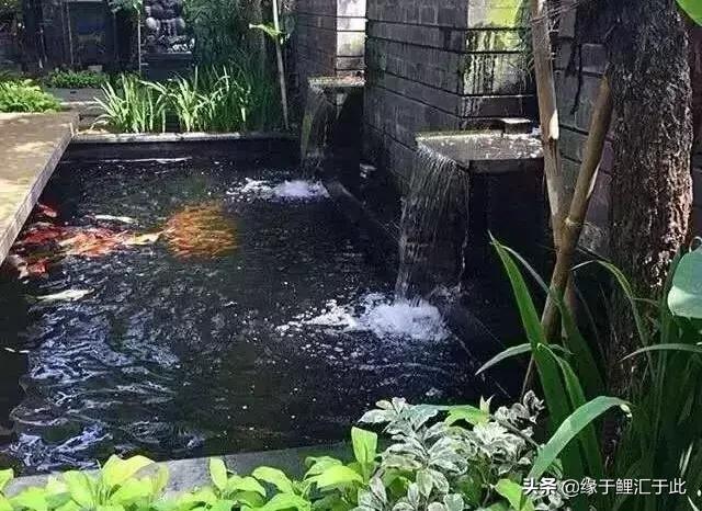 新鱼转水顺序图解,新鱼转塘