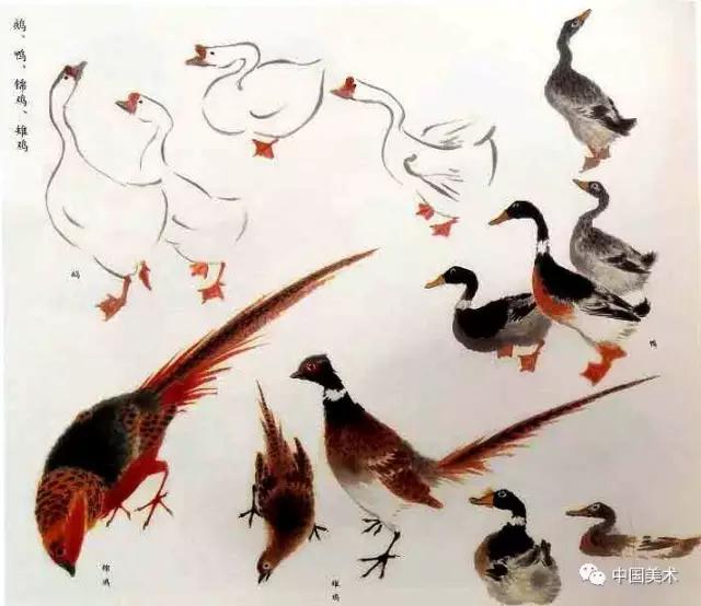 禽鸟画教程,最简单的禽鸟画法