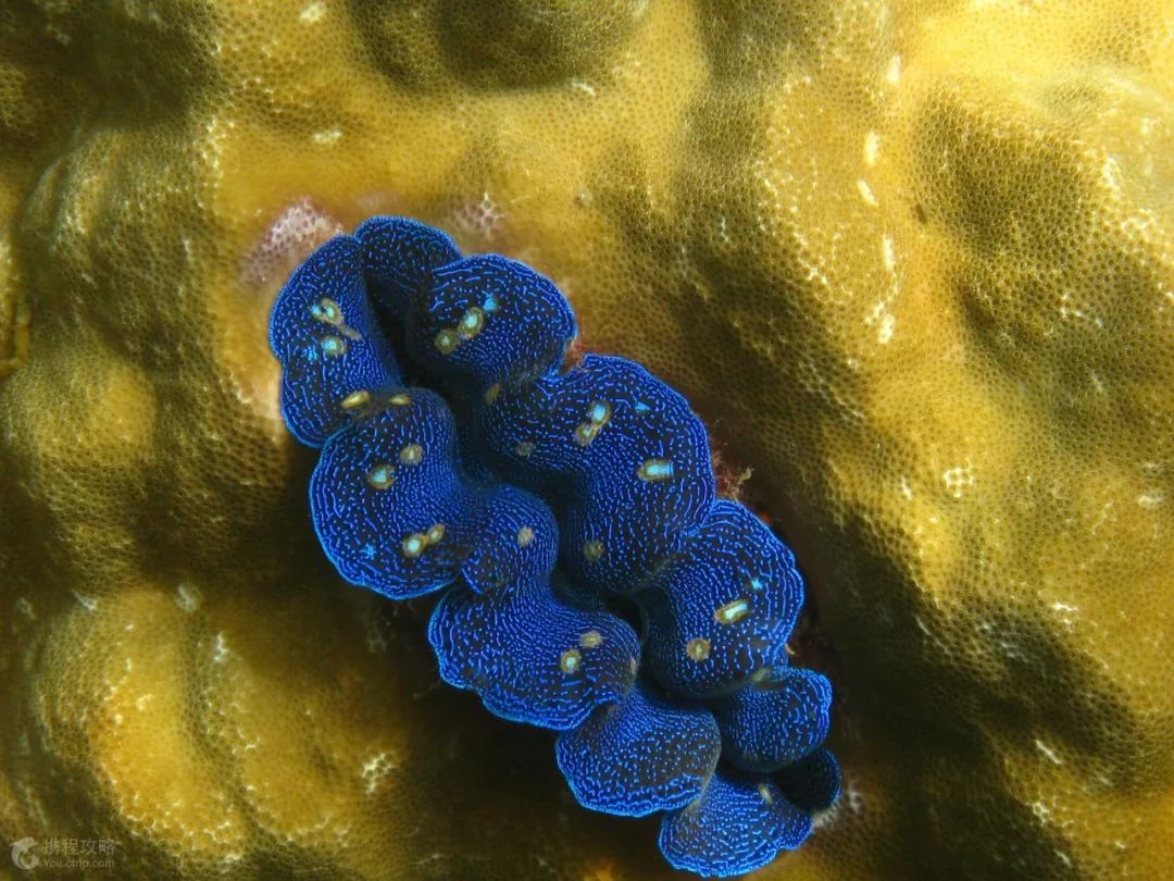 帕劳金色水母,帕劳水母旅行