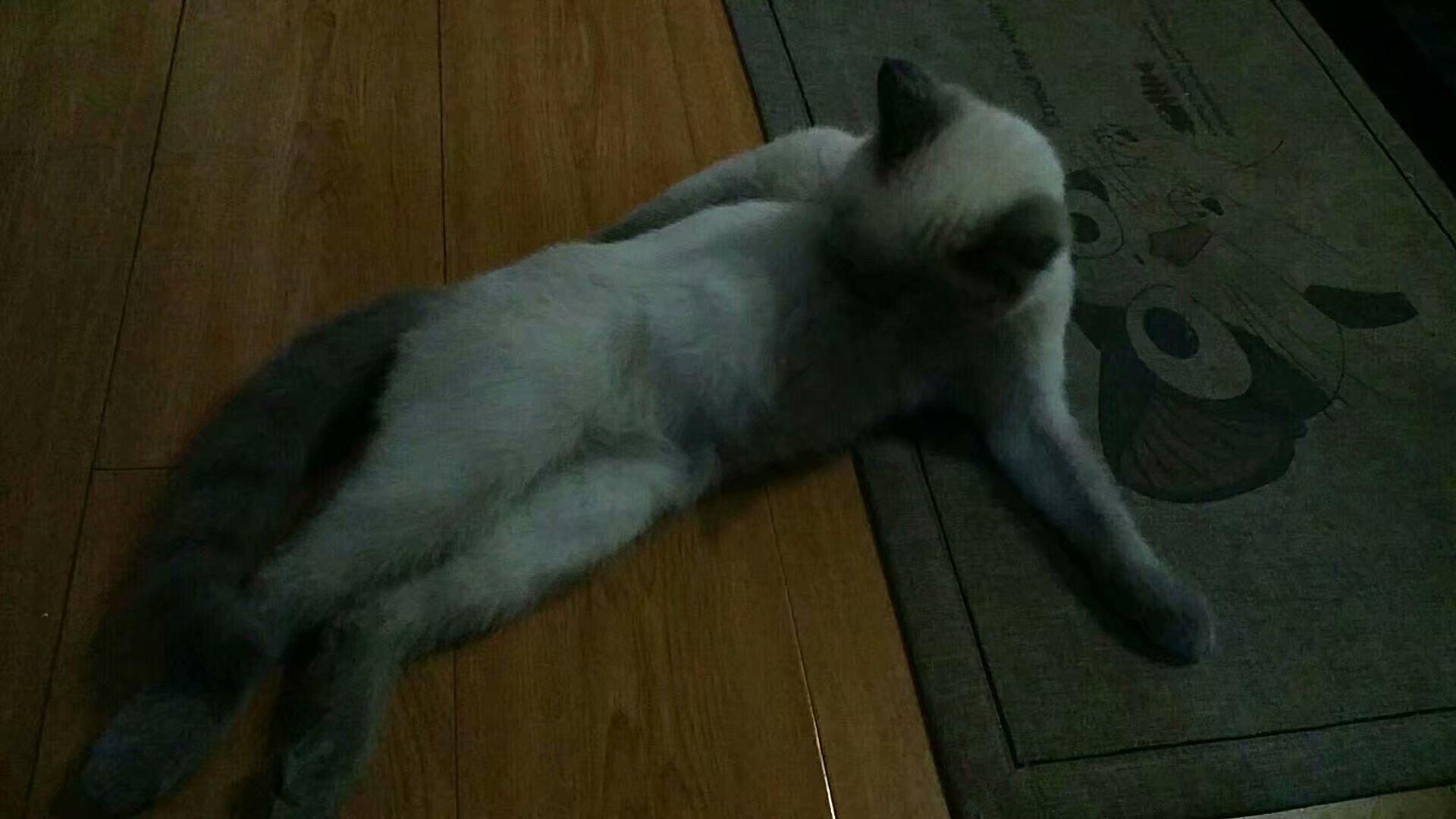 一只困到睁不开眼的喵星人,一只喵星人的成长史一口气看完