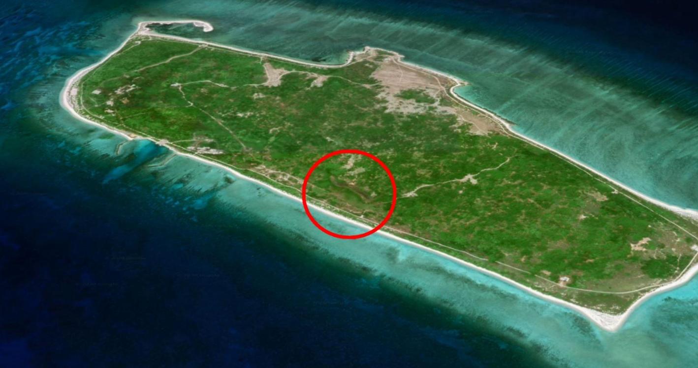 西沙东岛的野牛群是怎么活下来,现在西沙东岛野牛群还有多少