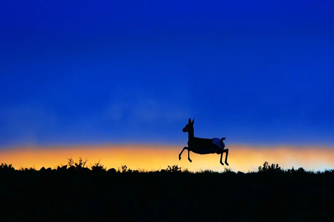 不保护就晚了！你最爱的干（小）脆（熊）面（猫）比大熊猫还濒危