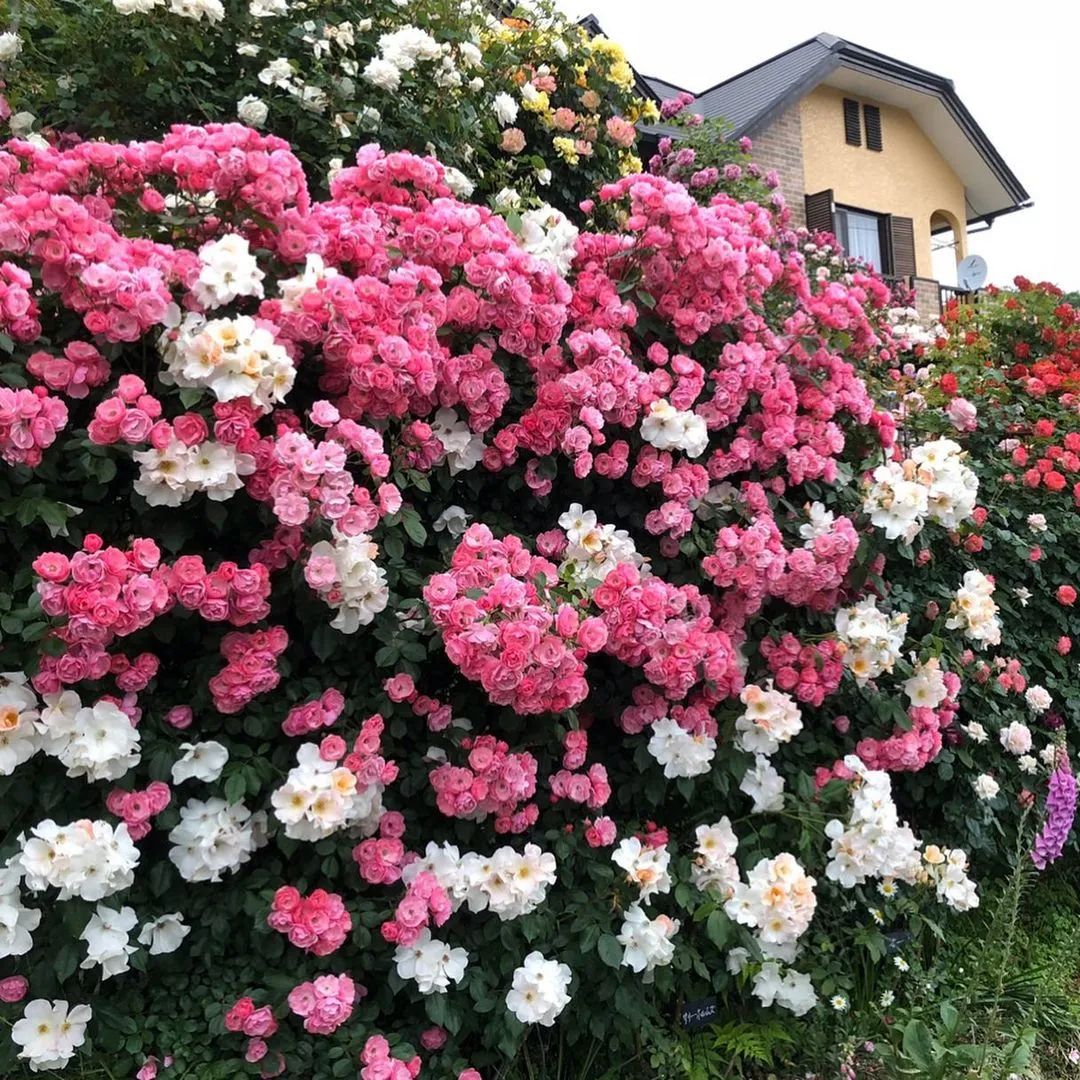 太毒了！“别人家”的月季花园，美到让人窒息