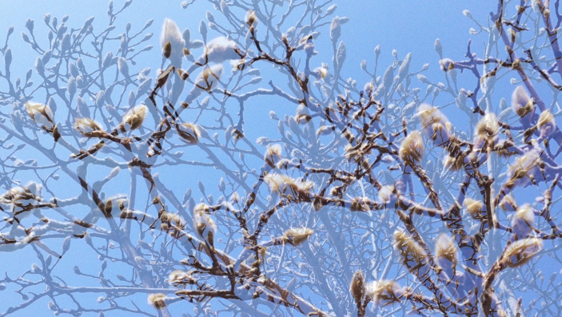 济南高新玉兰花园,玉兰花园很美