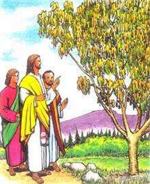 不求外在荣华，只求在基督里长进！关于无花果，你知道多少？