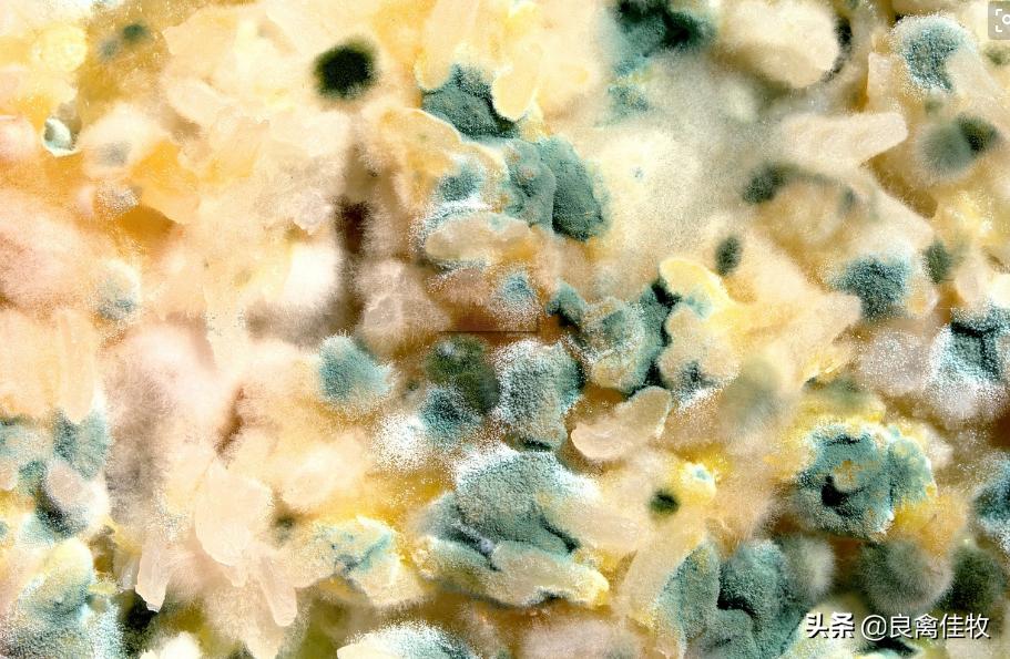 鸡有肠炎可以喂脱霉剂吗,鸡霉菌性肠炎用脱霉剂