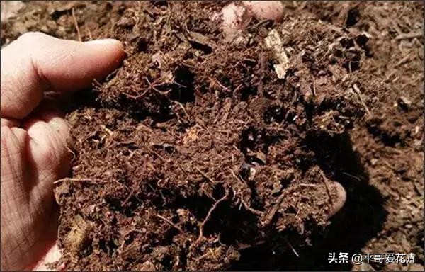 土壤缺少营养怎么补,土壤贫瘠改善