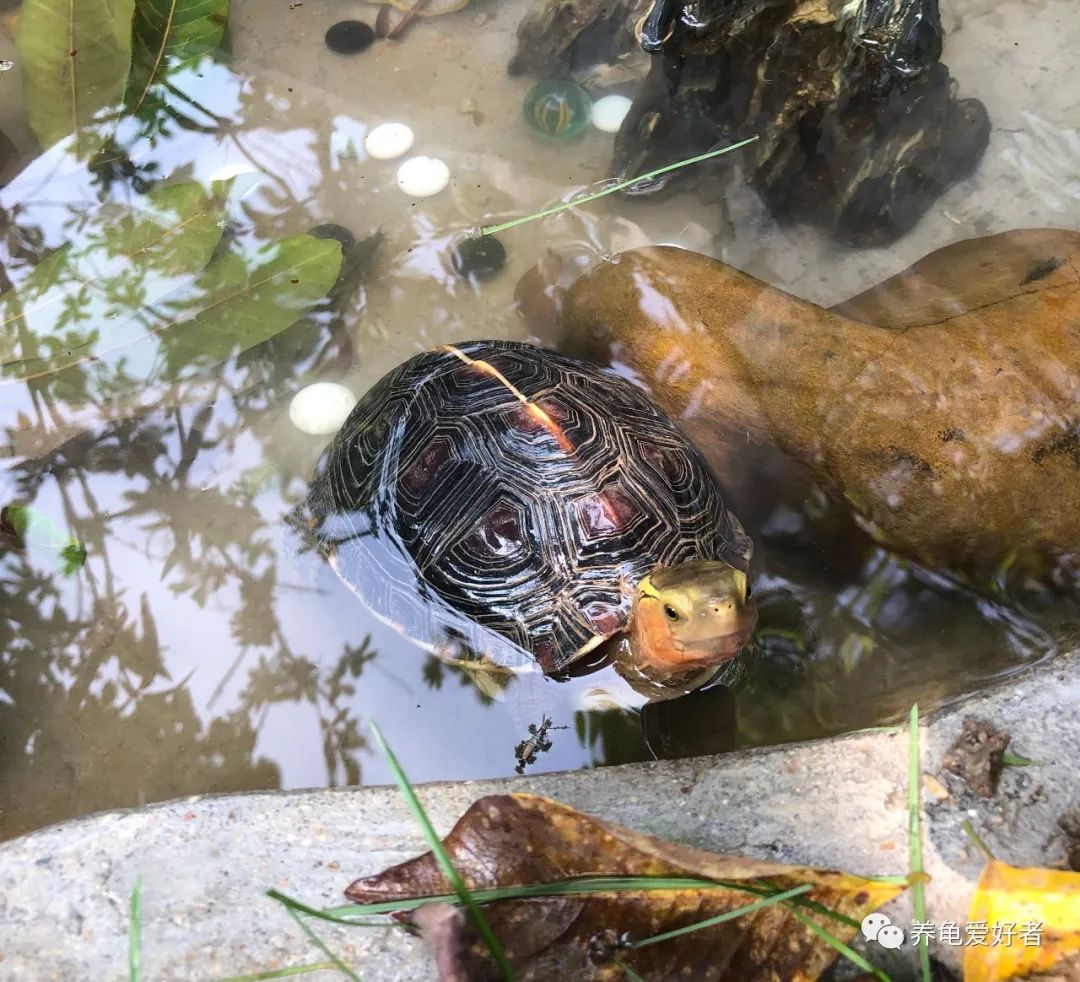 乌龟患上病视频,乌龟生病的几大征兆该用哪些药