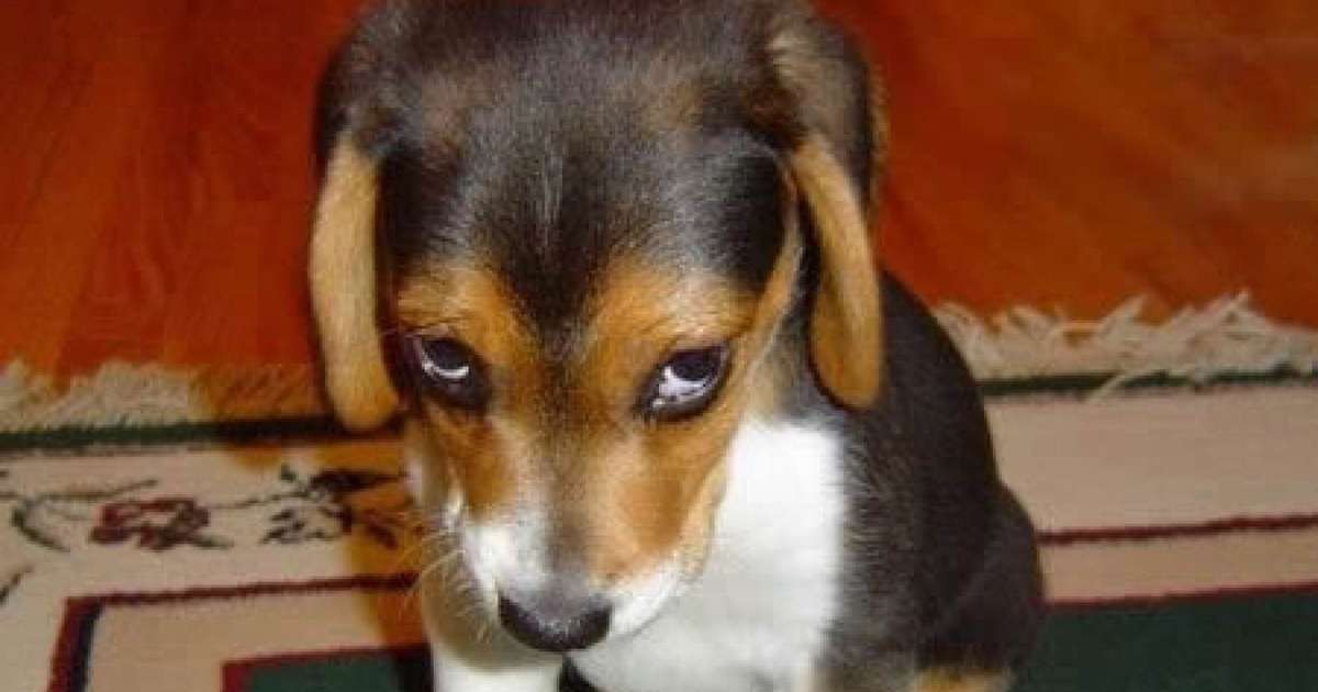 有这5种行为代表狗狗非常聪明,有哪些原则需要遵守