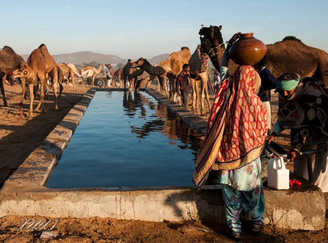 津门网徐屹：印度骆驼节上的人们（上）