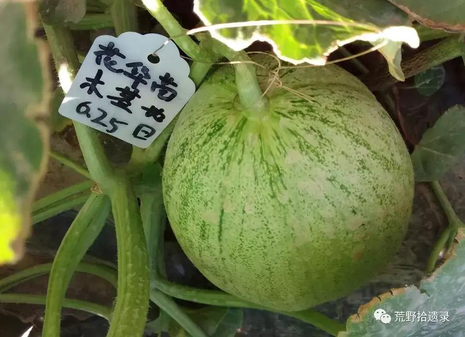 四川适合种植哈密瓜甜瓜品种,甜瓜种植技术新疆哈密瓜