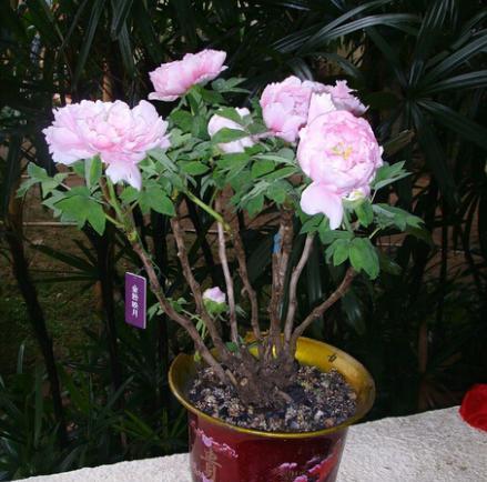 盆栽牡丹的养殖方法和注意事项,盆栽牡丹怎么养怕冻吗