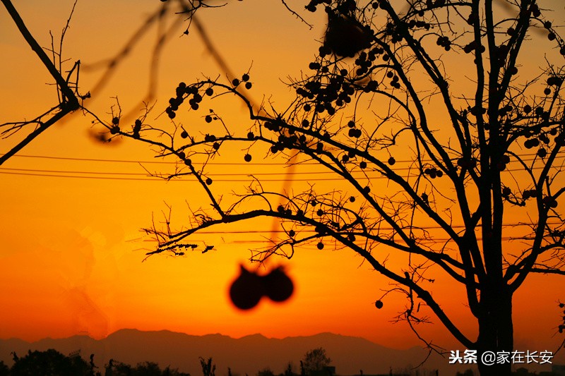 秋天家门口的柿子美景图,秋天的柿子是思乡的柿子