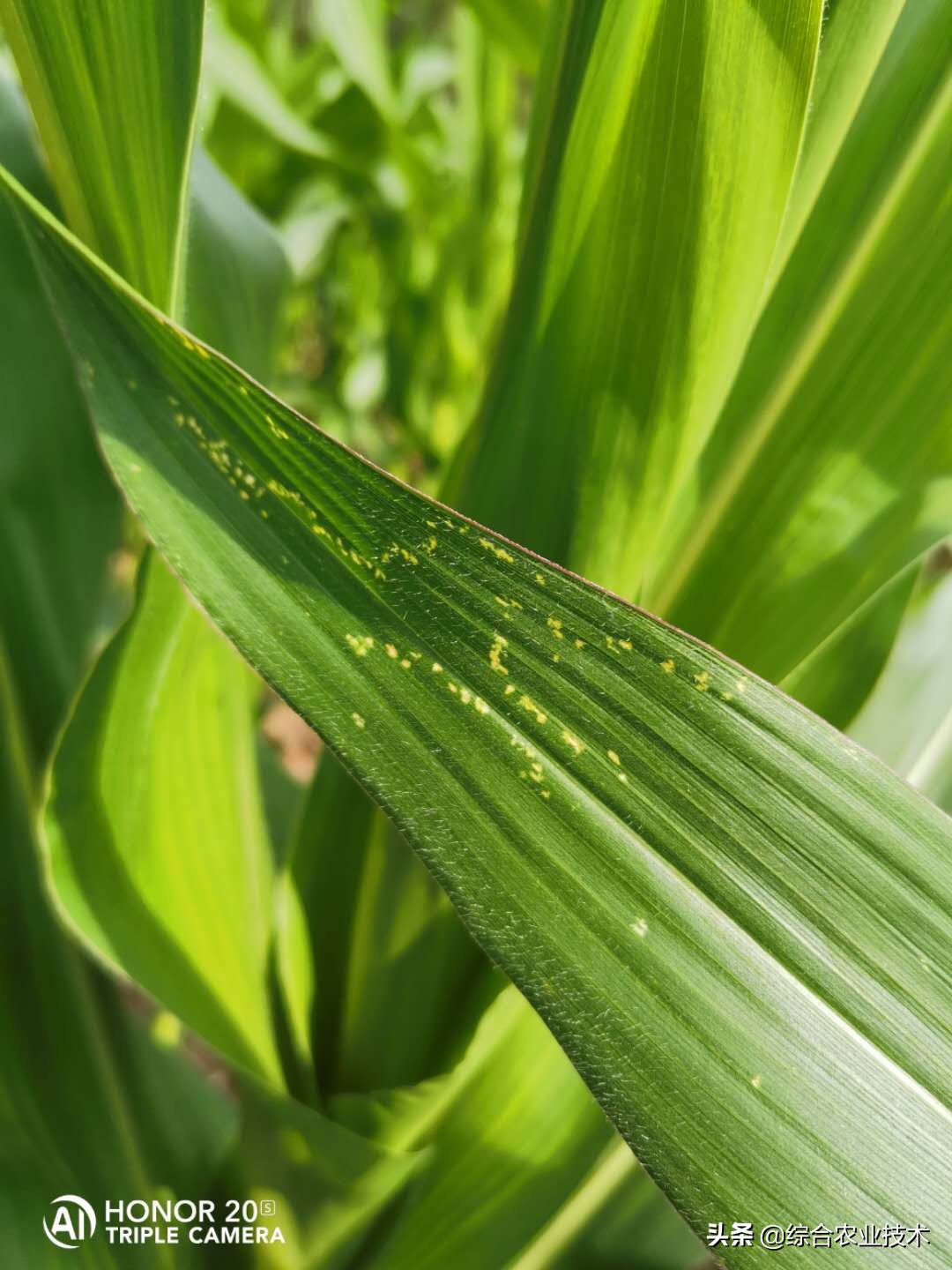 种植玉米要高产该怎么办,种玉米怎么防治病虫