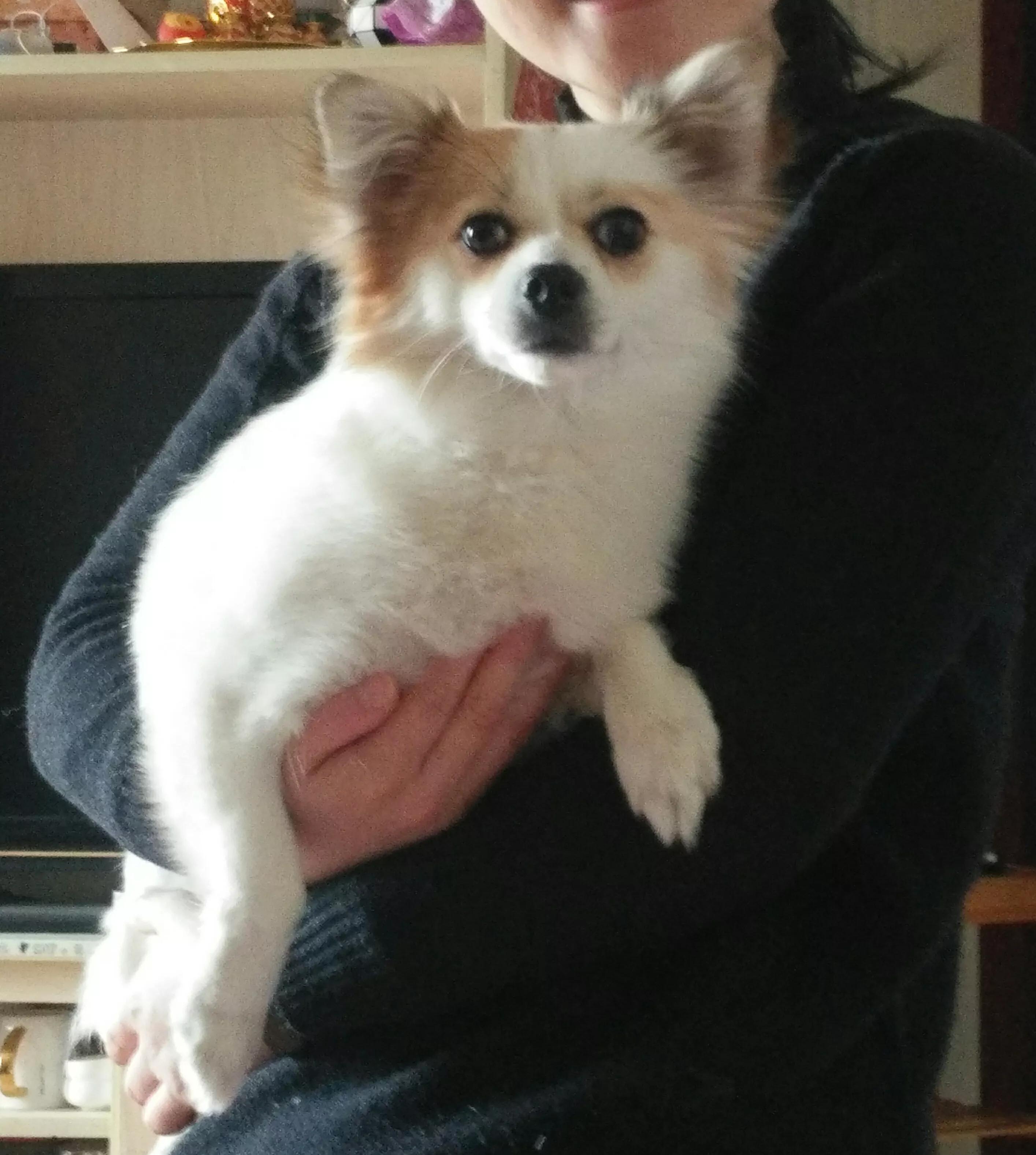 养猫和老鼠动漫,动画片猫和老鼠适合猫咪看吗