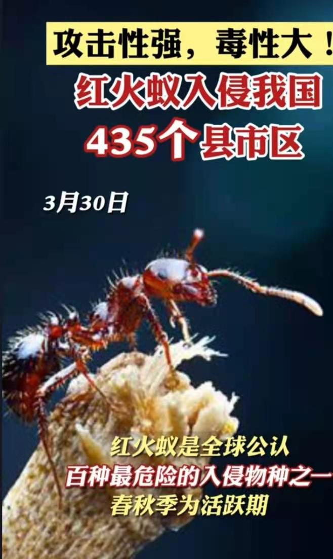 红火蚁入侵南方地区有什么影响,外来危险物种入侵红火蚁