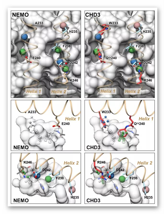NC丨理性设计抗卡波氏肉瘤vFLIP-NEMO蛋白-蛋白相互作用*制剂抑**