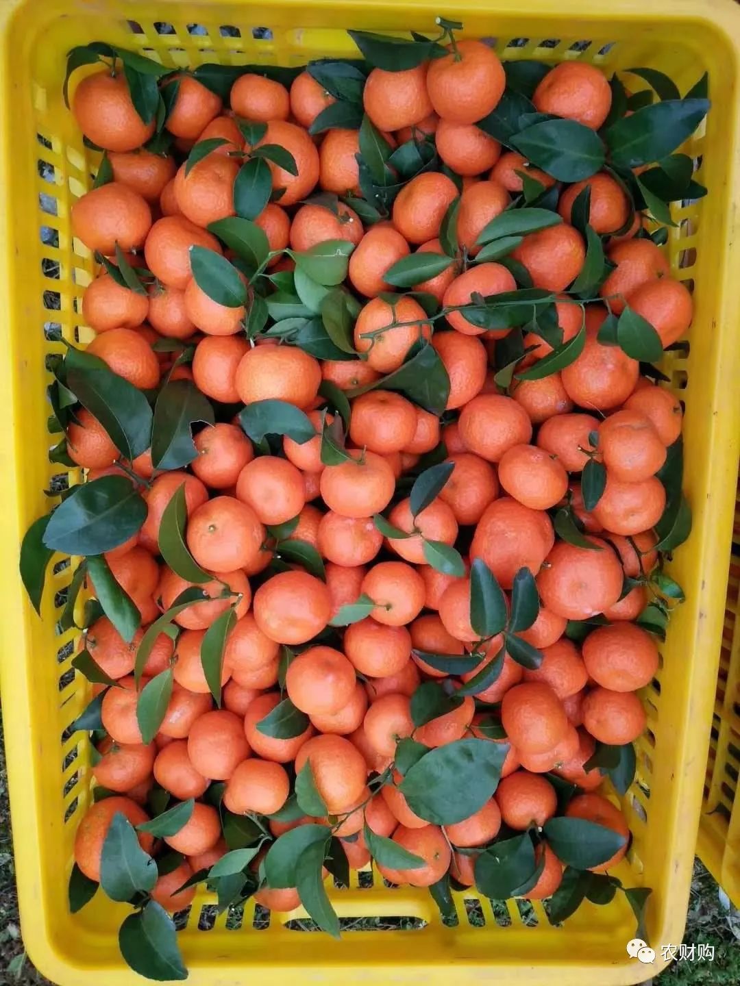 到底什么时候打着色剂好？用了几年的果农告诉你，实际效果如何