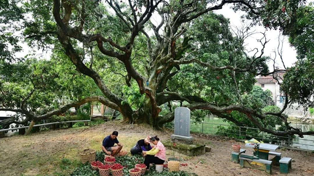 流传千年的风味,那一抹不变幻的甜,是莆田人心头好