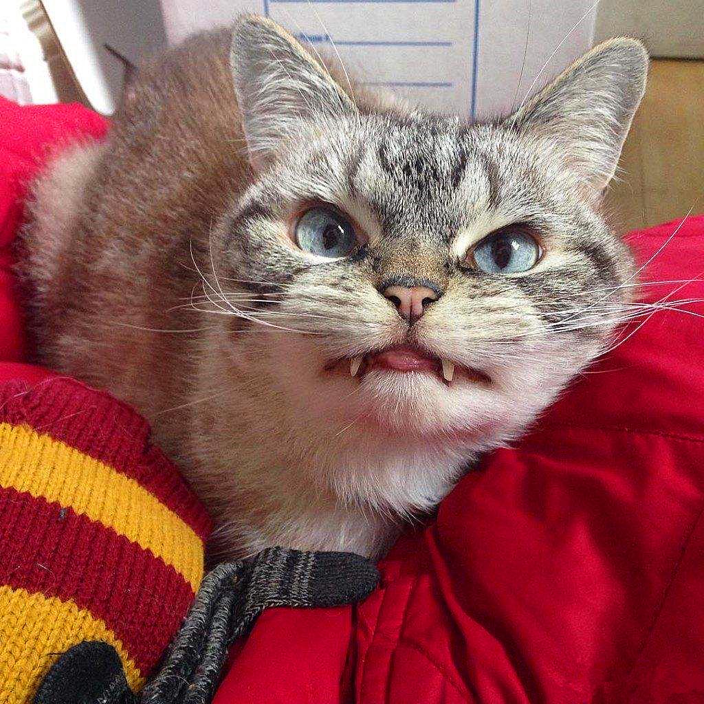 猫咪闹脾气绝非小事,轻视猫咪的情绪会有严重后果,伤猫又伤己