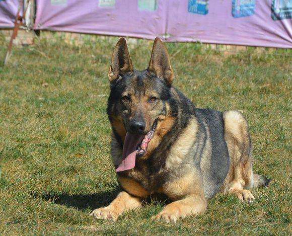 狼犬的故事,狼犬一般有多高