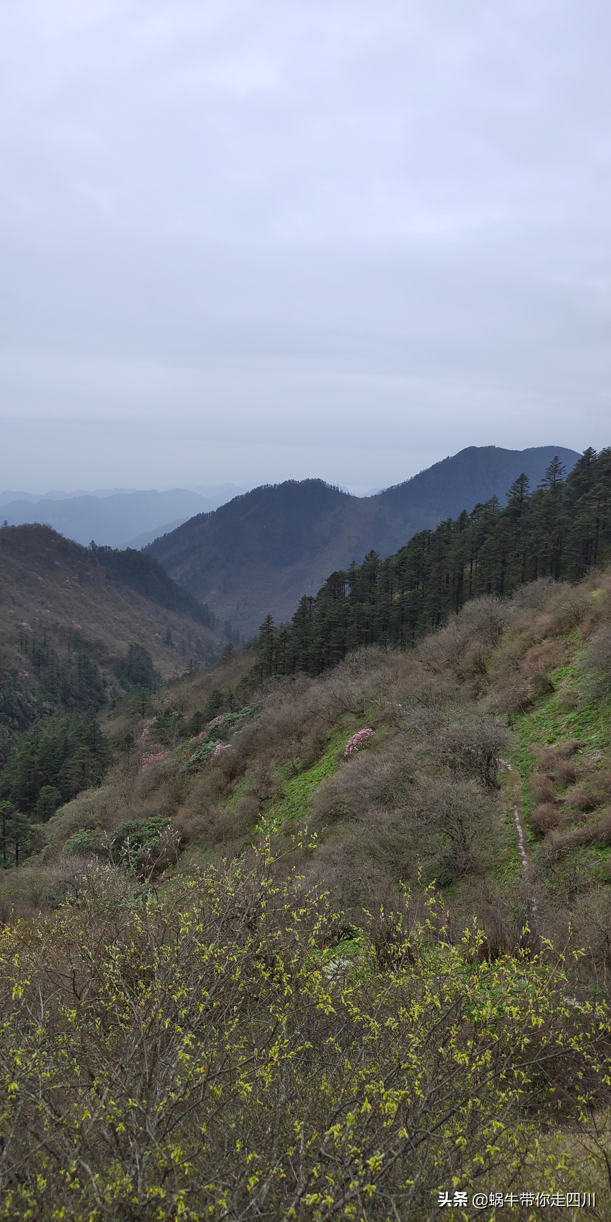 成都去西岭雪山两天一夜旅游团,成都出发雪山旅游