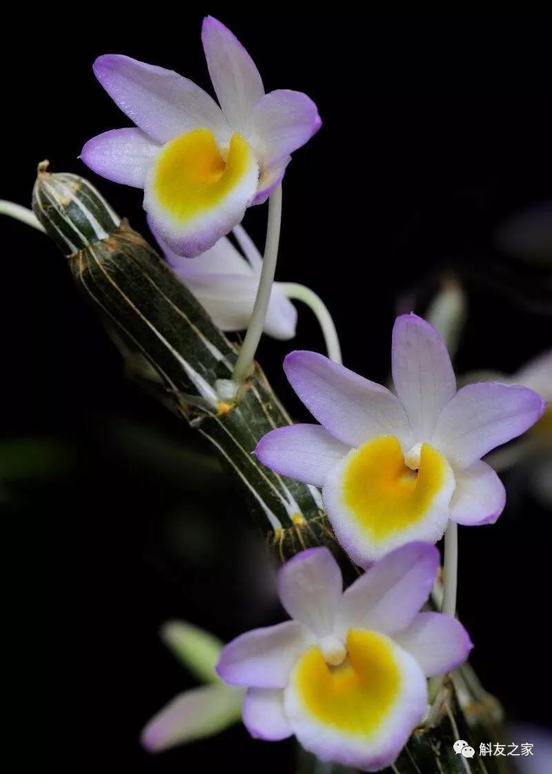 石斛兰最受不了的那种水!涨知识了