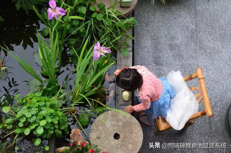 养鲤不是江湖，贵在知足常乐！