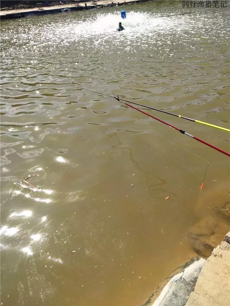 钓鱼笔记30个视频,钓鱼笔记最新视频