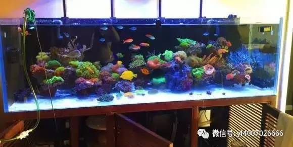 海缸养鱼长绿藻,海缸藻类多适合养鱼吗