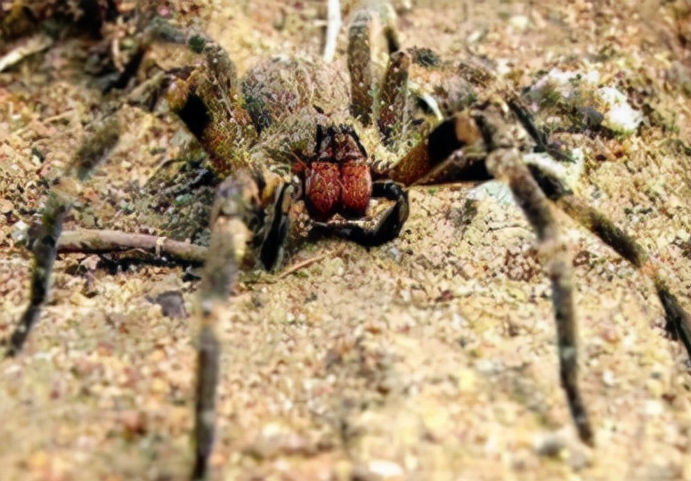亚马逊雨林为什么称为人类禁区,人类禁区亚马逊雨林大蟒蛇