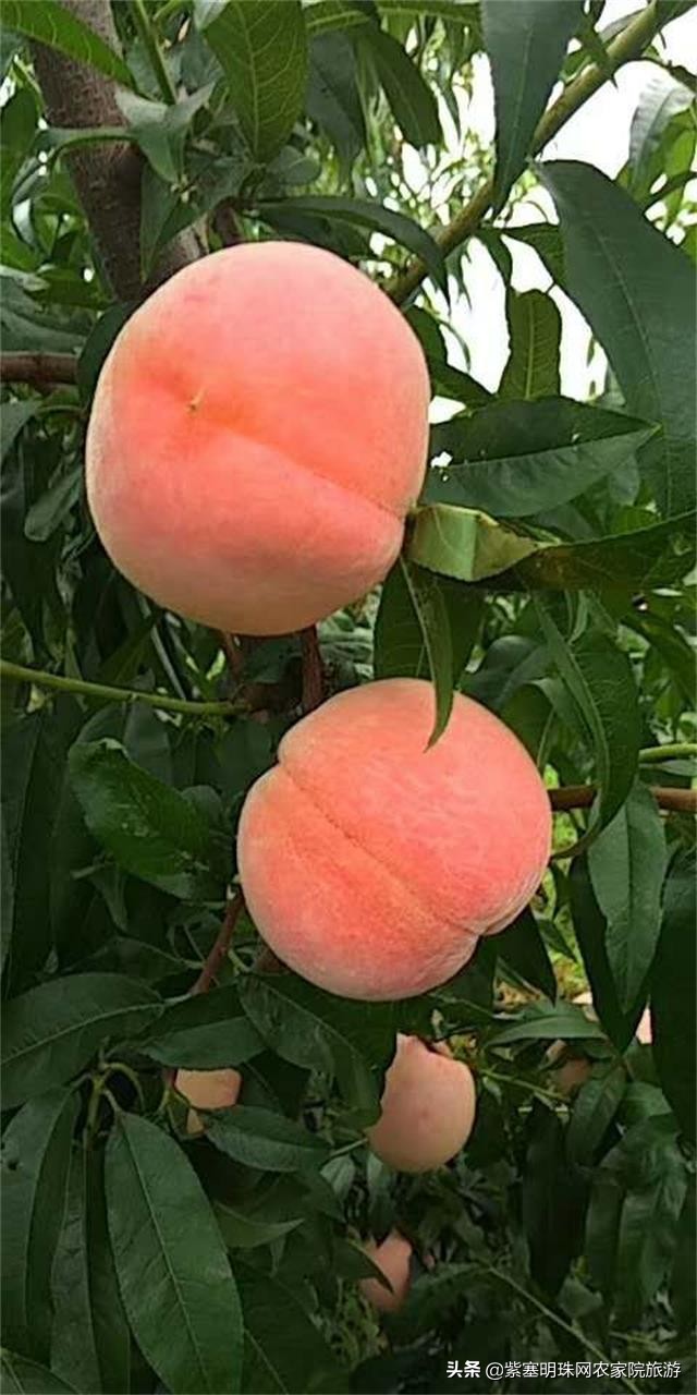 平度苗木基地桃树苗,山东日照苗木种植基地桃树苗