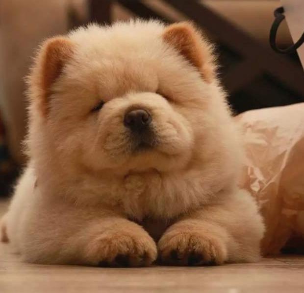 养松狮犬的十大好处,松狮犬为什么很少